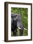 African Elephant, Khwai Concession Area, Okavango Delta, Botswana-Sergio Pitamitz-Framed Photographic Print