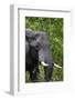 African Elephant, Khwai Concession Area, Okavango Delta, Botswana-Sergio Pitamitz-Framed Photographic Print