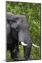 African Elephant, Khwai Concession Area, Okavango Delta, Botswana-Sergio Pitamitz-Mounted Photographic Print