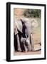African elephant (Loxodonta Africana), Addo Elephant Nat'l Park, Eastern Cape, South Africa, Africa-Christian Kober-Framed Photographic Print