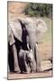 African elephant (Loxodonta Africana), Addo Elephant Nat'l Park, Eastern Cape, South Africa, Africa-Christian Kober-Mounted Photographic Print