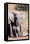 African elephant (Loxodonta Africana), Addo Elephant Nat'l Park, Eastern Cape, South Africa, Africa-Christian Kober-Framed Stretched Canvas