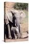 African elephant (Loxodonta Africana), Addo Elephant Nat'l Park, Eastern Cape, South Africa, Africa-Christian Kober-Stretched Canvas