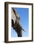 African Elephant (Loxodonta Africana), Addo Elephant National Park, South Africa, Africa-Ann and Steve Toon-Framed Photographic Print
