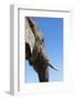 African Elephant (Loxodonta Africana), Addo Elephant National Park, South Africa, Africa-Ann and Steve Toon-Framed Photographic Print