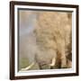 African Elephant (Loxodonta africana) adult, close-up of head, throwing sand with trunk in desert-Shem Compion-Framed Photographic Print