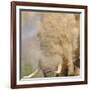 African Elephant (Loxodonta africana) adult, close-up of head, throwing sand with trunk in desert-Shem Compion-Framed Photographic Print