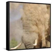 African Elephant (Loxodonta africana) adult, close-up of head, throwing sand with trunk in desert-Shem Compion-Framed Stretched Canvas