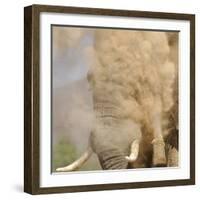 African Elephant (Loxodonta africana) adult, close-up of head, throwing sand with trunk in desert-Shem Compion-Framed Photographic Print