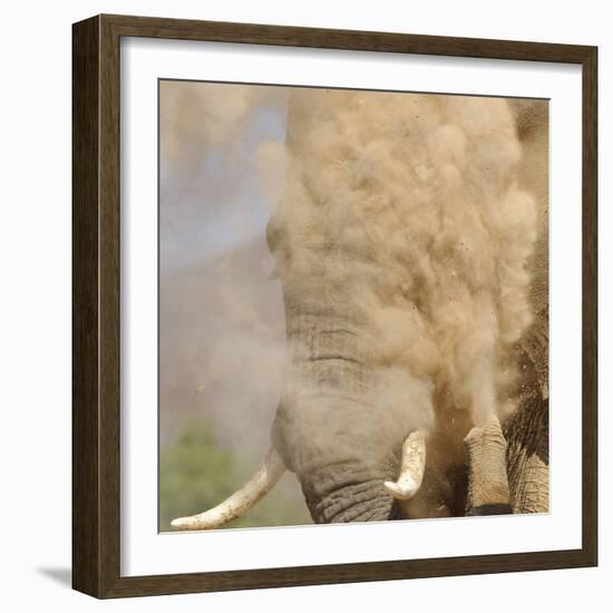 African Elephant (Loxodonta africana) adult, close-up of head, throwing sand with trunk in desert-Shem Compion-Framed Photographic Print