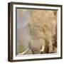 African Elephant (Loxodonta africana) adult, close-up of head, throwing sand with trunk in desert-Shem Compion-Framed Photographic Print