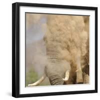 African Elephant (Loxodonta africana) adult, close-up of head, throwing sand with trunk in desert-Shem Compion-Framed Photographic Print