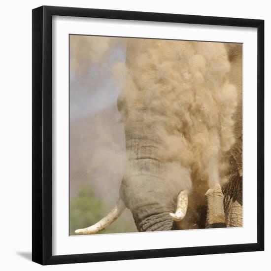 African Elephant (Loxodonta africana) adult, close-up of head, throwing sand with trunk in desert-Shem Compion-Framed Photographic Print