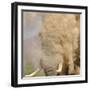 African Elephant (Loxodonta africana) adult, close-up of head, throwing sand with trunk in desert-Shem Compion-Framed Photographic Print