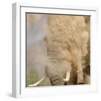 African Elephant (Loxodonta africana) adult, close-up of head, throwing sand with trunk in desert-Shem Compion-Framed Photographic Print