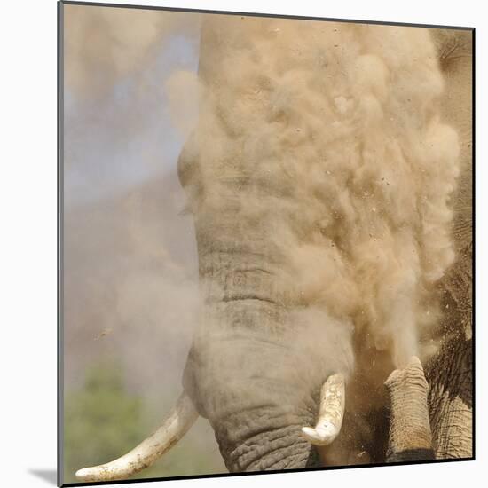 African Elephant (Loxodonta africana) adult, close-up of head, throwing sand with trunk in desert-Shem Compion-Mounted Photographic Print