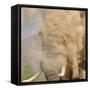 African Elephant (Loxodonta africana) adult, close-up of head, throwing sand with trunk in desert-Shem Compion-Framed Stretched Canvas