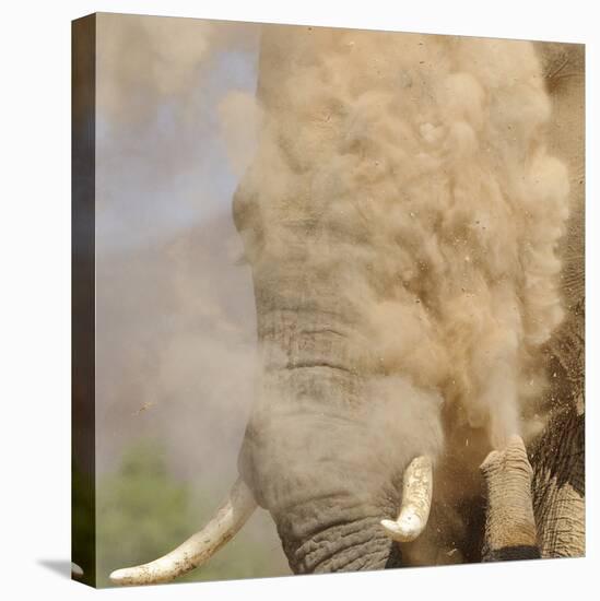 African Elephant (Loxodonta africana) adult, close-up of head, throwing sand with trunk in desert-Shem Compion-Stretched Canvas