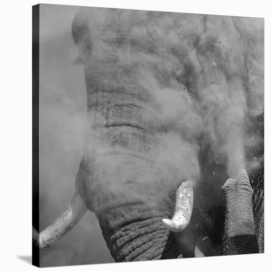 African Elephant (Loxodonta africana) adult, close-up of head, throwing sand with trunk in desert-Shem Compion-Stretched Canvas