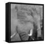 African Elephant (Loxodonta africana) adult, close-up of head, throwing sand with trunk in desert-Shem Compion-Framed Stretched Canvas