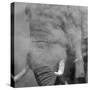 African Elephant (Loxodonta africana) adult, close-up of head, throwing sand with trunk in desert-Shem Compion-Stretched Canvas