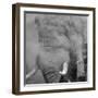 African Elephant (Loxodonta africana) adult, close-up of head, throwing sand with trunk in desert-Shem Compion-Framed Photographic Print