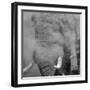 African Elephant (Loxodonta africana) adult, close-up of head, throwing sand with trunk in desert-Shem Compion-Framed Photographic Print