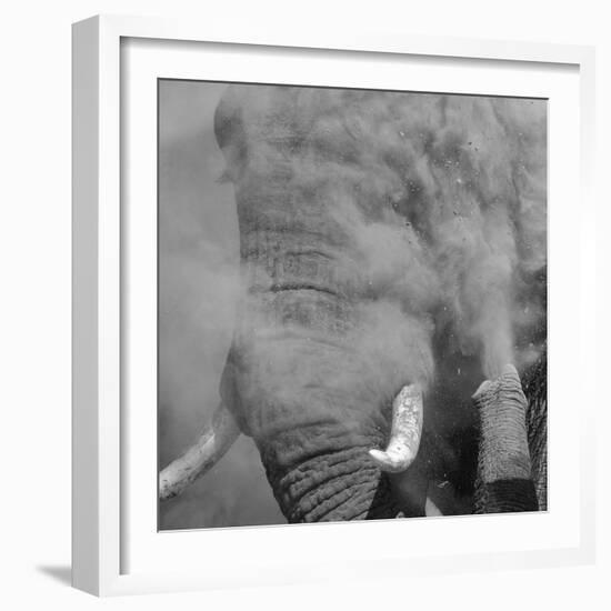 African Elephant (Loxodonta africana) adult, close-up of head, throwing sand with trunk in desert-Shem Compion-Framed Photographic Print