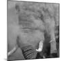 African Elephant (Loxodonta africana) adult, close-up of head, throwing sand with trunk in desert-Shem Compion-Mounted Photographic Print