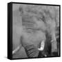 African Elephant (Loxodonta africana) adult, close-up of head, throwing sand with trunk in desert-Shem Compion-Framed Stretched Canvas