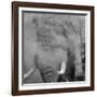 African Elephant (Loxodonta africana) adult, close-up of head, throwing sand with trunk in desert-Shem Compion-Framed Photographic Print