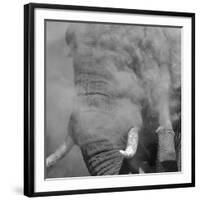 African Elephant (Loxodonta africana) adult, close-up of head, throwing sand with trunk in desert-Shem Compion-Framed Photographic Print