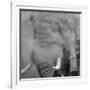 African Elephant (Loxodonta africana) adult, close-up of head, throwing sand with trunk in desert-Shem Compion-Framed Photographic Print