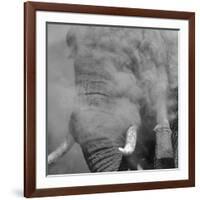 African Elephant (Loxodonta africana) adult, close-up of head, throwing sand with trunk in desert-Shem Compion-Framed Photographic Print