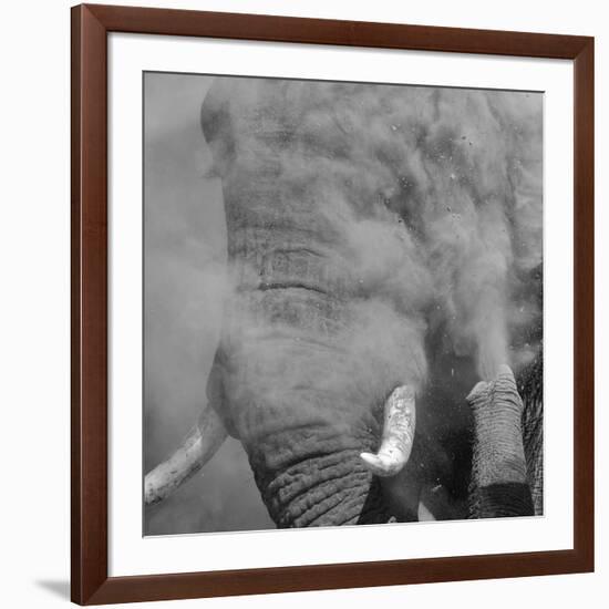 African Elephant (Loxodonta africana) adult, close-up of head, throwing sand with trunk in desert-Shem Compion-Framed Photographic Print