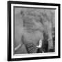 African Elephant (Loxodonta africana) adult, close-up of head, throwing sand with trunk in desert-Shem Compion-Framed Photographic Print