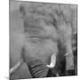 African Elephant (Loxodonta africana) adult, close-up of head, throwing sand with trunk in desert-Shem Compion-Mounted Photographic Print