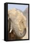 African Elephant (Loxodonta africana) adult, close-up of head, throwing sand with trunk in desert-Shem Compion-Framed Stretched Canvas