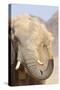African Elephant (Loxodonta africana) adult, close-up of head, throwing sand with trunk in desert-Shem Compion-Stretched Canvas