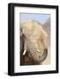 African Elephant (Loxodonta africana) adult, close-up of head, throwing sand with trunk in desert-Shem Compion-Framed Photographic Print