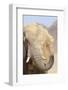 African Elephant (Loxodonta africana) adult, close-up of head, throwing sand with trunk in desert-Shem Compion-Framed Photographic Print