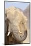 African Elephant (Loxodonta africana) adult, close-up of head, throwing sand with trunk in desert-Shem Compion-Mounted Photographic Print