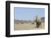 African Elephant (Loxodonta africana) adult, dusting, standing on arid desert plain-Shem Compion-Framed Photographic Print