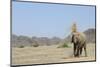 African Elephant (Loxodonta africana) adult, dusting, standing on arid desert plain-Shem Compion-Mounted Photographic Print