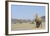 African Elephant (Loxodonta africana) adult, dusting, standing on arid desert plain-Shem Compion-Framed Photographic Print