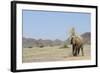 African Elephant (Loxodonta africana) adult, dusting, standing on arid desert plain-Shem Compion-Framed Photographic Print