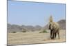 African Elephant (Loxodonta africana) adult, dusting, standing on arid desert plain-Shem Compion-Mounted Photographic Print