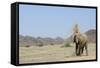 African Elephant (Loxodonta africana) adult, dusting, standing on arid desert plain-Shem Compion-Framed Stretched Canvas
