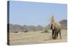 African Elephant (Loxodonta africana) adult, dusting, standing on arid desert plain-Shem Compion-Stretched Canvas
