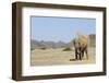 African Elephant (Loxodonta africana) adult, dusting, standing on arid desert plain-Shem Compion-Framed Photographic Print